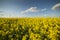 Yellow rapeseed field at the sunset. Sunlight illuminates yellow canola