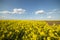 Yellow rapeseed field at the sunset. Sunlight illuminates yellow canola