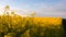 Yellow rapeseed field at the sunset. Sunlight illuminates yellow canola.