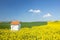 Yellow rapeseed field and white chapel under sky