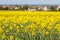 Yellow rapeseed in a field in Whitstable, kent, Uk