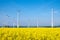 Yellow rapeseed field and windwheels