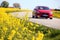 Yellow rapeseed fields