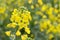 Yellow rapeseed flower