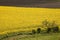 Yellow rapeseed flowere in a field