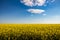 Yellow rapeseed flowers on a beautiful blue sky