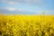 Yellow rapeseed flowers in a field against a blue sky. Rape, colza, oilseed, canola