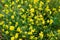 Yellow rapeseed flowers in the field. Wildflowers, agriculture