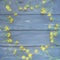 Yellow rapeseed flowers laid out in a circle on wooden background. Wildflowers are arranged neatly on the table. Copy