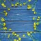 Yellow rapeseed flowers laid out in a circle on wooden background. Wildflowers are arranged neatly on the table. Copy