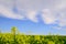 Yellow rapeseed flowers with sky