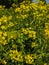 Yellow rapeseed flowers are surrounded by green grass in Kamen-na-Obi, Altai, Russia. Vertical