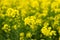 Yellow rapeseed growing in the field for biofuel
