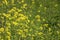 Yellow rapeseed growing during spring