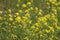 Yellow rapeseed growing during spring