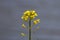 Yellow rapeseed growing during spring