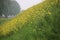 Yellow rapeseed on a talud along Motorway A20