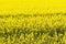 Yellow rapse field in summer, blooming field background, selective focus