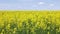 yellow rapseed field swaying on wind at daylight