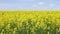 yellow rapseed field swaying on wind at daylight