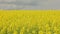 yellow rapseed field swaying on wind at daylight