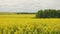 yellow rapseed field swaying on wind at daylight