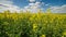 yellow rapseed field swaying on wind at daylight