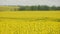 yellow rapseed field swaying on wind at daylight