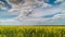 yellow rapseed field swaying on wind at daylight