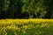 yellow rapseed field swaying on wind at daylight with birch trees in the background