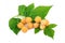 Yellow raspberries branch with leaves on white