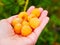 Yellow raspberries in the hand. Ripe yellow raspberries. In the palm of your hand. Large view