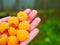 Yellow raspberries in the hand. Ripe yellow raspberries. In the palm of your hand. Large view