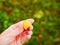 Yellow raspberries in the hand. Ripe yellow raspberries. In the palm of your hand. Large view