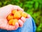 Yellow raspberries in the hand. Ripe yellow raspberries. In the palm of your hand. Large view