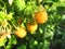 Yellow raspberries ripening on branch in summer. Close-up.