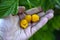 Yellow raspberry berries in the palm of your hand