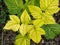 Yellow raspberry leaf - chlorosis, nutrient deficiency.