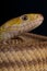 Yellow ratsnake