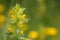 Yellow rattle rhinanthus
