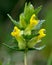 Yellow rattle (Rhinanthus minor)