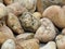 Yellow rebbles on the shore. Round stones on the coast. Beautiful natural background. Close up