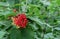Yellow-red berries of viburnum gordovina or viburnum lantana