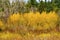 Yellow Red Bushes Larsen Lake Blueberry Farm Park Bellevue Washington