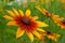 Yellow red chrysanthemum close up