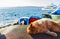 Yellow and red colored cat sitting on the beach.