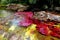 Yellow and red colors of the amazing Canio Cristales River, the pearl of tropical Colombia