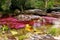 Yellow and red colors of the Canio Cristales River, the pearl of tropical Colombia