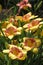 Yellow and red curly lilies and green leaves in sun