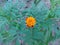 Yellow-red flower closeup lonely